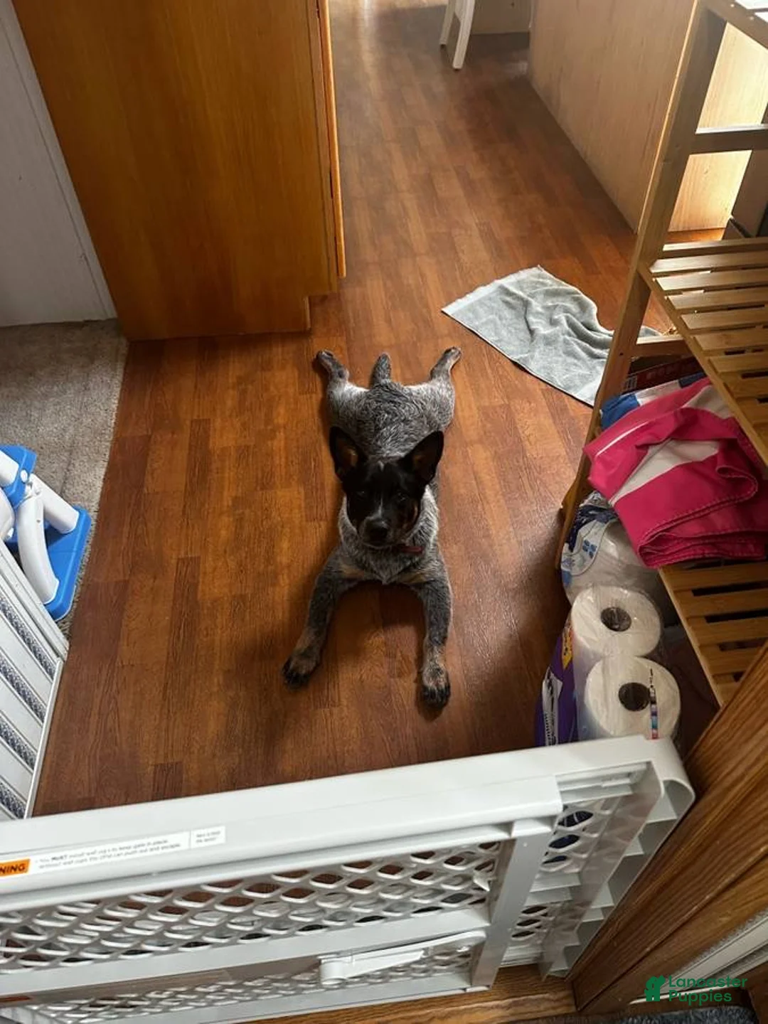 Australian Cattle Dog dogs for sale: Charlie  - Ad 3
