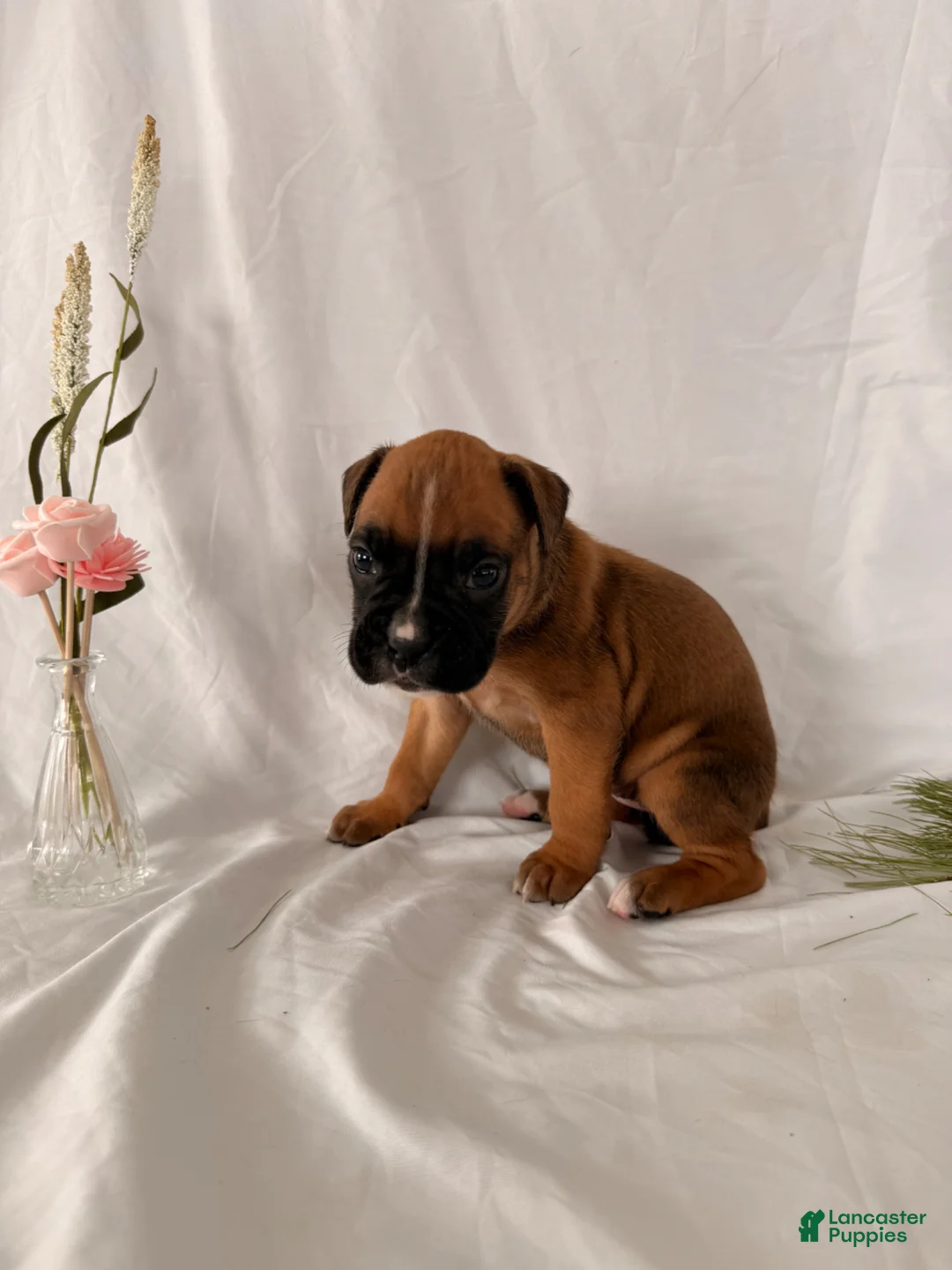 Boxer dogs for sale: Brooke - Ad 5