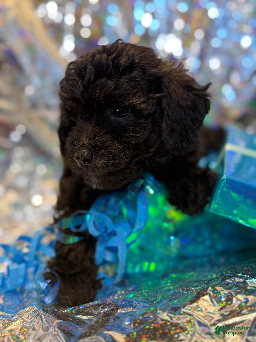 Toy Poodle dogs for sale: John  - Ad 4