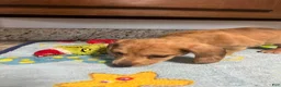Miniature Dachshund dogs for sale: Ansh  - Ad 6