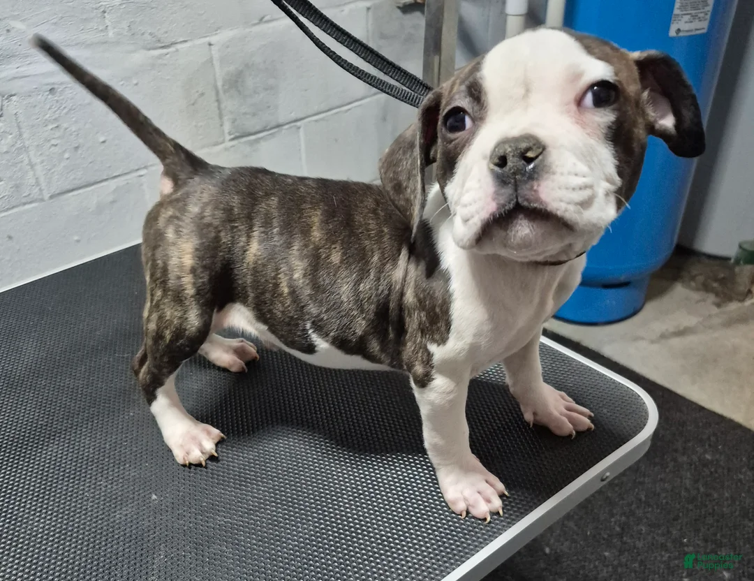 American Bully dogs for sale: American Bully Puppy Little Daddy - Ad 1