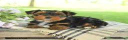 Yorkshire Terrier dogs for sale: Hailey - Ad 4