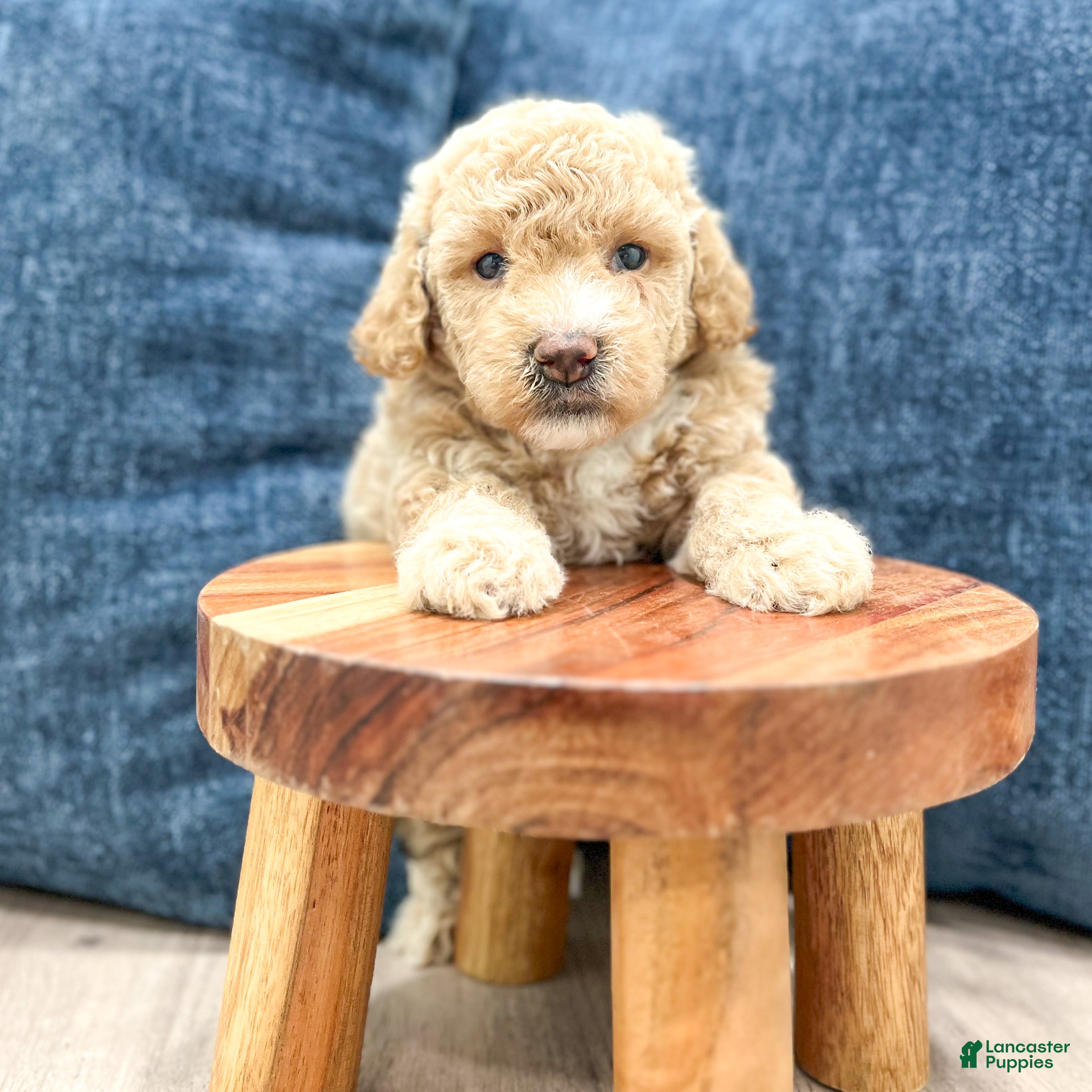 Bichpoo dogs for sale: Romeo - Ad 2