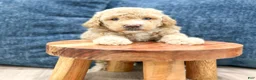 Bichpoo dogs for sale: Romeo - Ad 2
