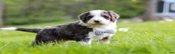 Bernedoodle dogs for sale: Rockey - Ad 5