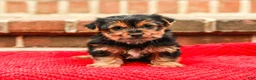 Yorkshire Terrier dogs for sale: Joy (Small) - Ad 5