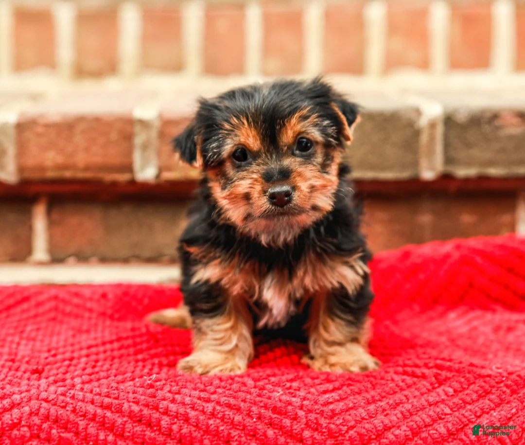Yorkshire Terrier dogs for sale: Joy (Small) - Ad 5
