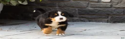 Bernese Mountain Dog dogs for sale: Maddie - Ad 7