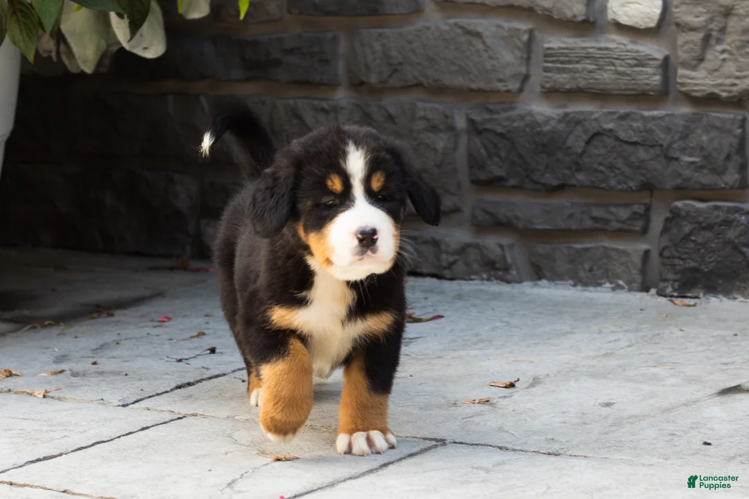 Bernese Mountain Dog dogs for sale: Maddie - Ad 7