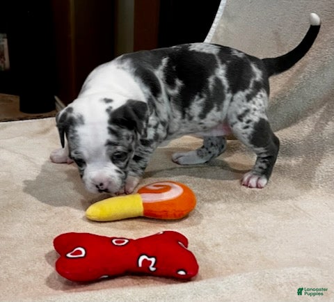 American Pit Bull Terrier dogs American Merle Pit Bull Terrier Puppy - Ad 1