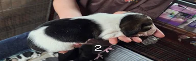 Beagle Puppy 1
