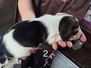 Beagle dogs for sale: Beagle Puppy 1 - Ad 1