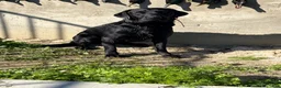 Labrador Retriever dogs for sale: Labrador Retriever 2 - Ad 5
