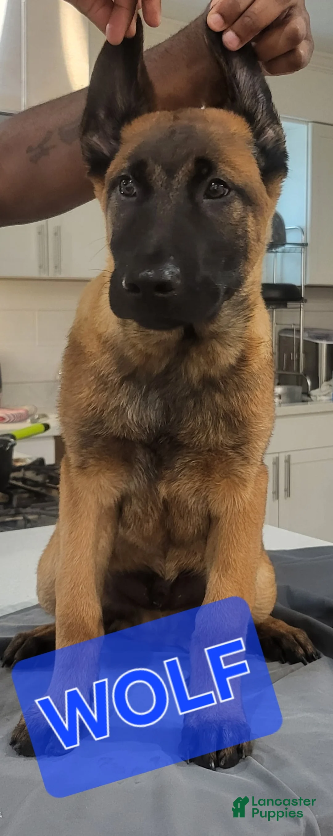 Belgian Malinois dogs for sale: AKC WORKING MALINOIS  - Ad 1