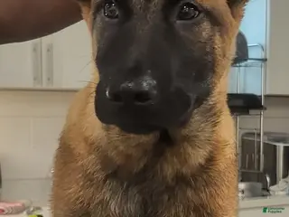 Belgian Malinois dogs AKC WORKING MALINOIS - Ad 9