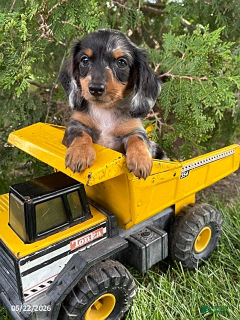 Dachshund dogs Ace - Ad 1
