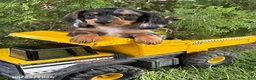 Dachshund dogs for sale: Ace - Ad 1