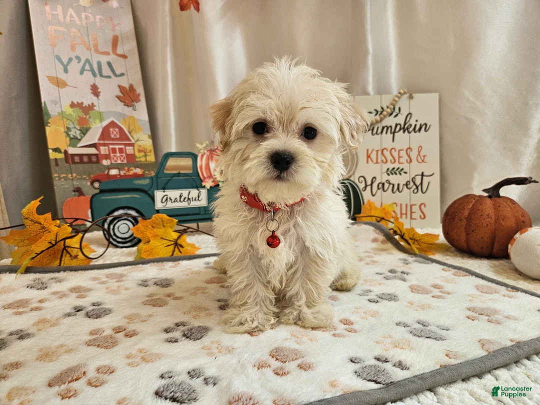 Maltipoo dogs for sale: Carlo Lynne - Ad 1