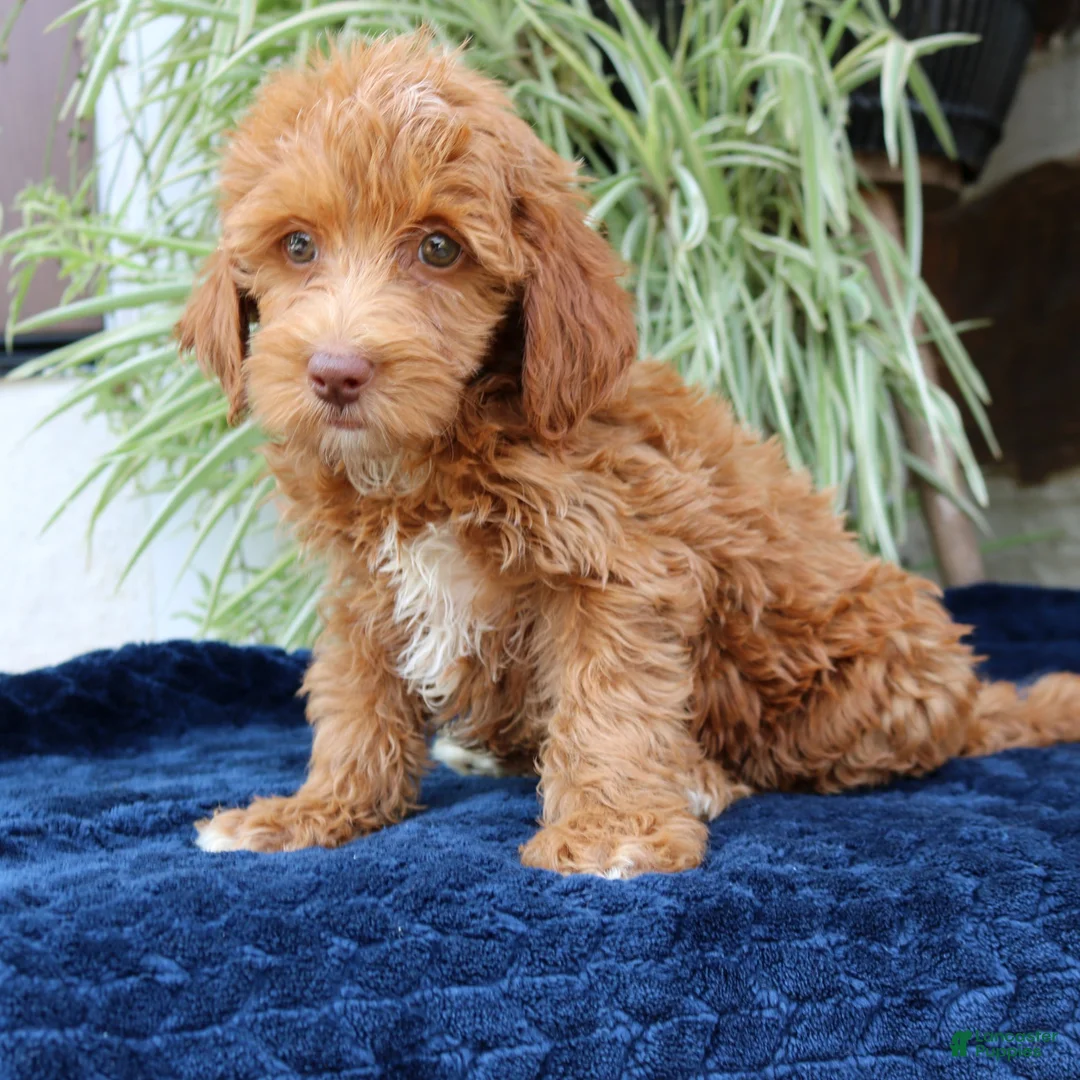 Mini Goldendoodle dogs for sale: Harper  - Ad 2