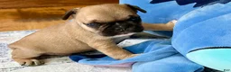 French Bulldog dogs for sale: French Bulldog Oakley  - Ad 2