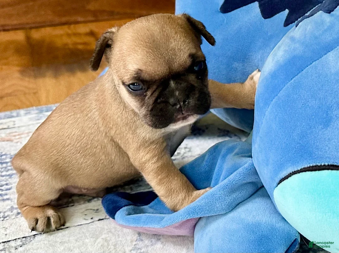 French Bulldog dogs for sale: French Bulldog Oakley  - Ad 2