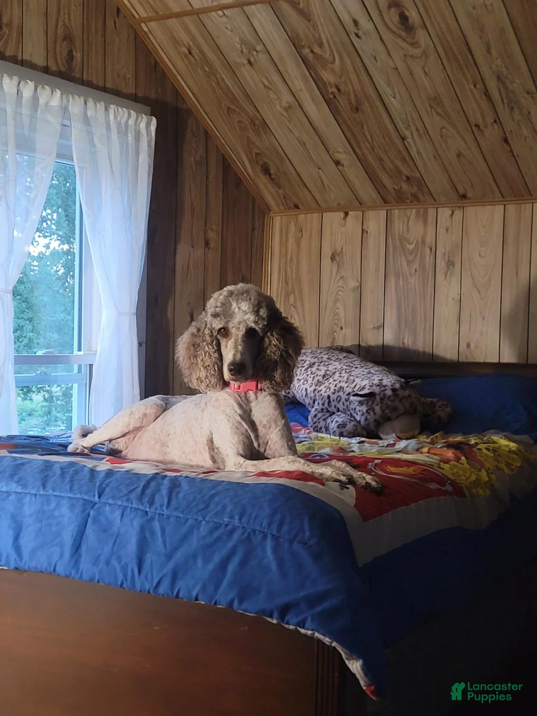 Standard Poodle dogs for sale: Lucy - Ad 13