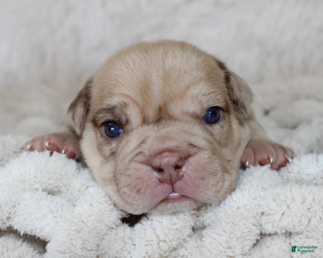 English Bulldog dogs for sale: Karis - Ad 1