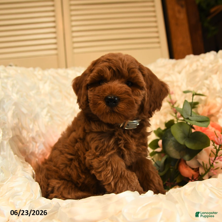 Mini Goldendoodle dogs Gwen - Ad 2