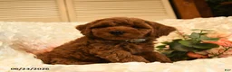 Mini Goldendoodle dogs for sale: Gwen - Ad 2