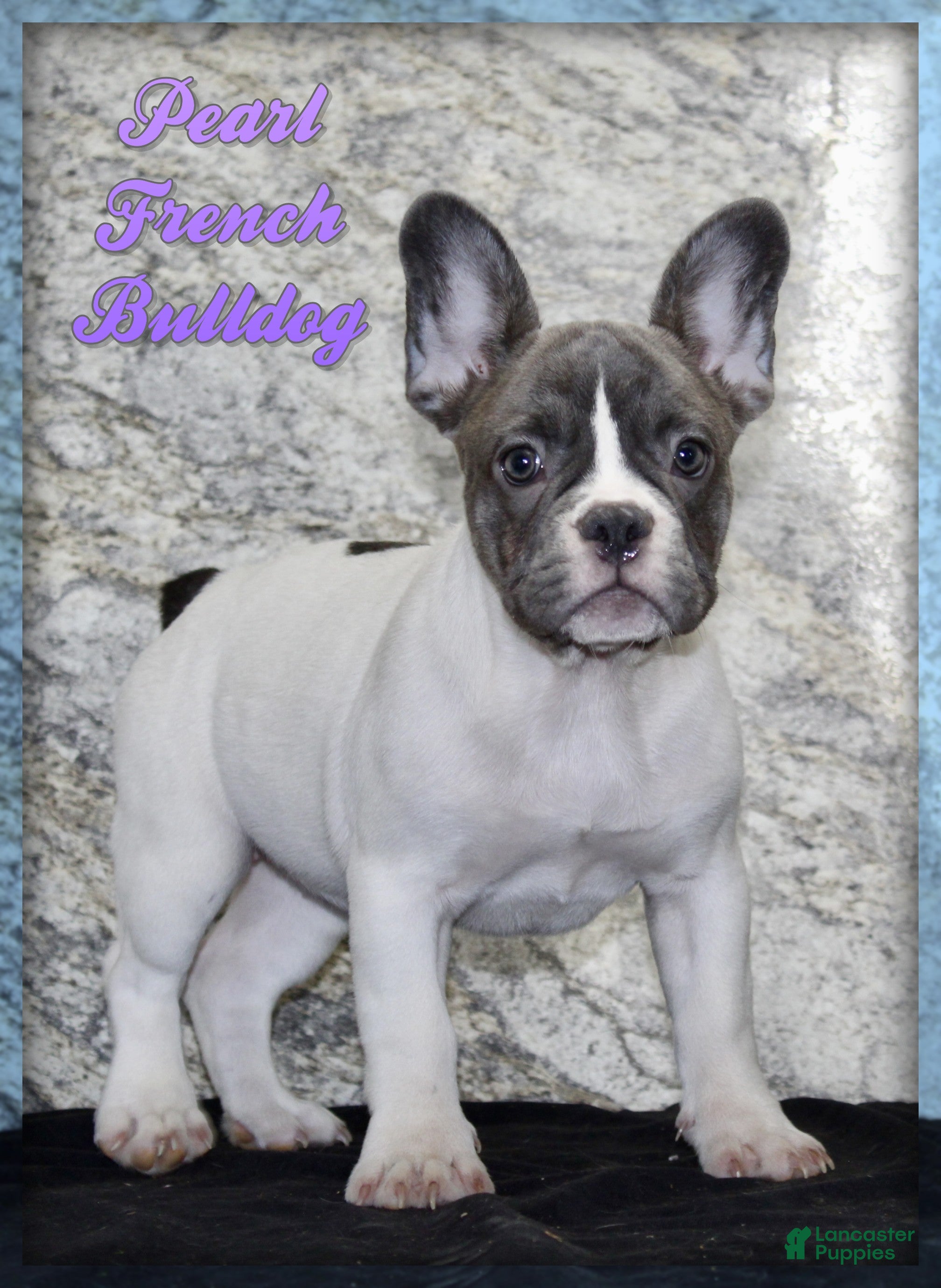 French Bulldog dogs Pearl - Ad 1