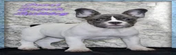 French Bulldog dogs for sale: Pearl - Ad 1