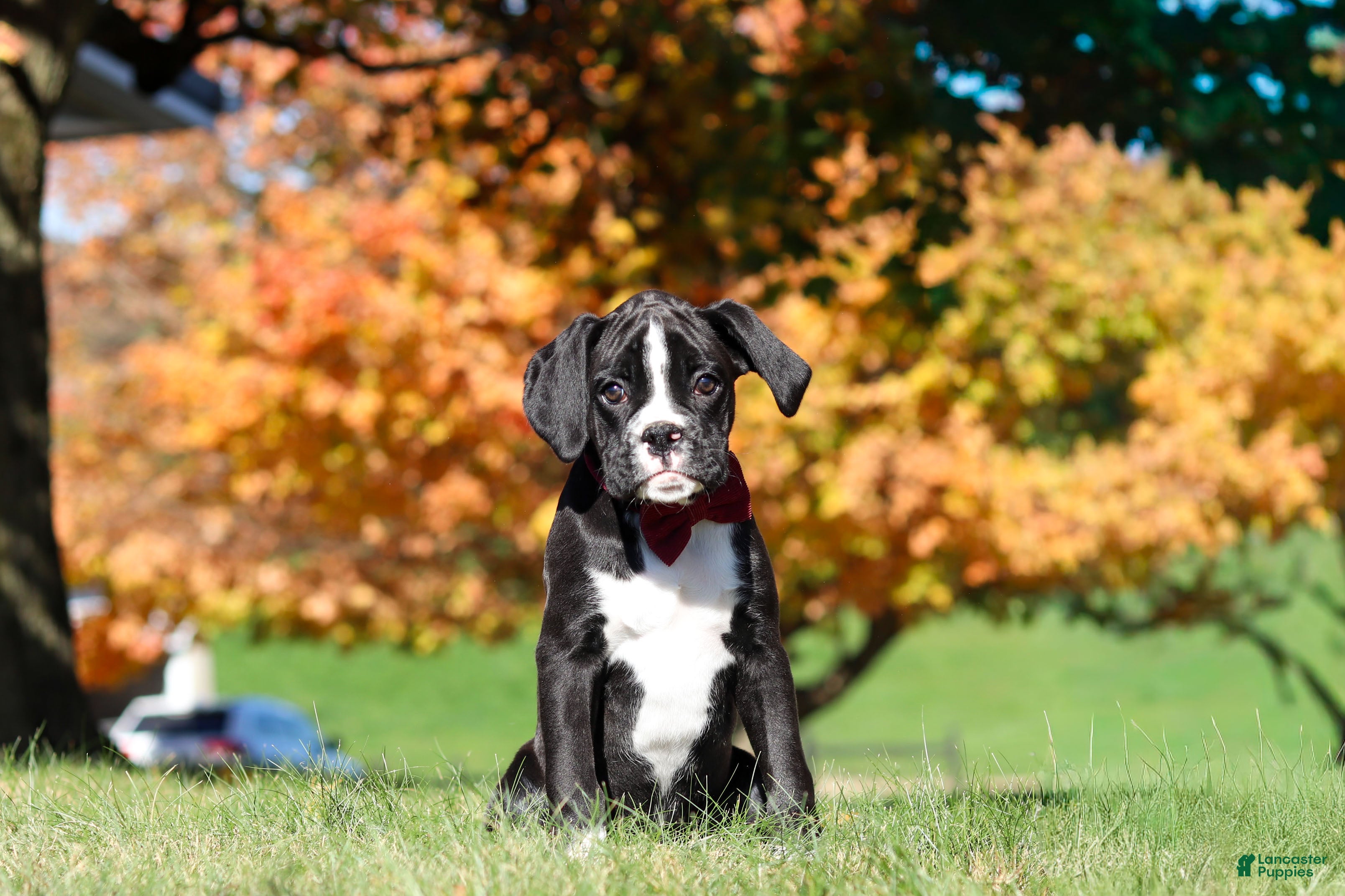 Boxer dogs Lance - Ad 2