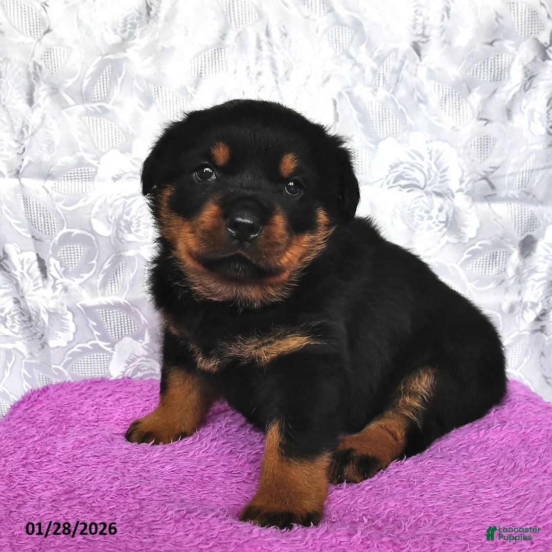 Rottweiler dogs for sale: Sugar - Ad 1