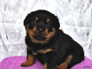 Rottweiler dogs Sugar - Ad 15