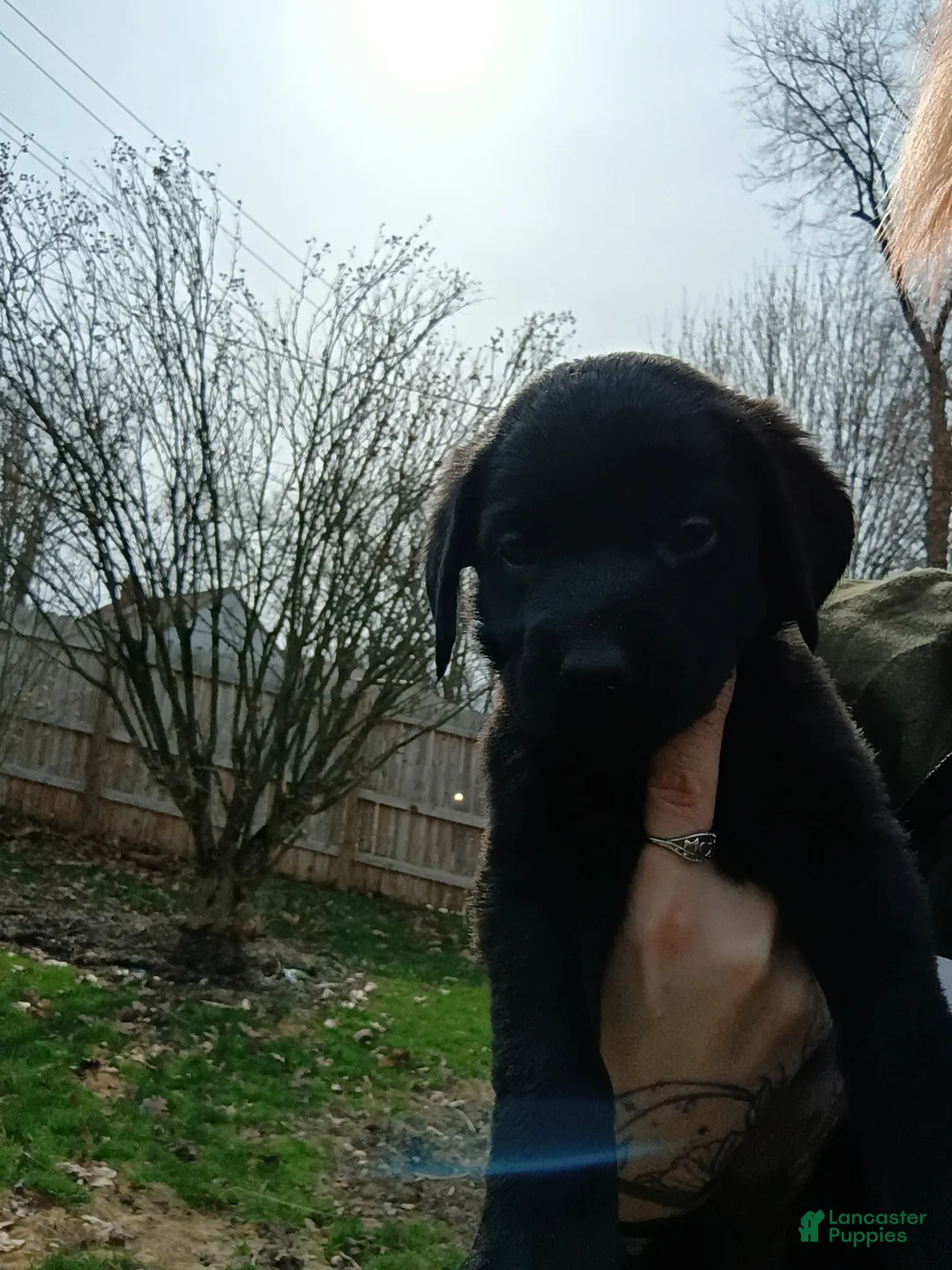 Mixed Breed dogs for sale: Mixed Breed Puppy 1 - Ad 5