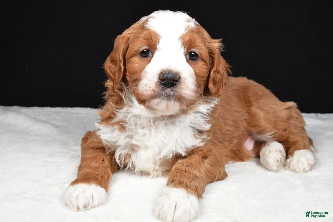 Mini Goldendoodle dogs for sale: Boomer - Ad 5