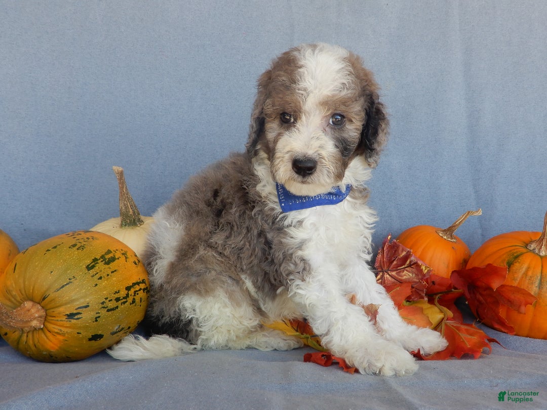Sheepadoodle dogs for sale: Panda (medium) - Ad 46