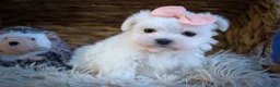 Maltese dogs for sale: Melodie 💕  - Ad 3