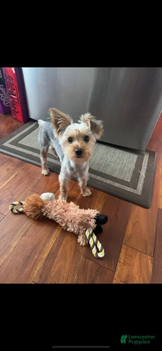 Gallery Image {{count}}