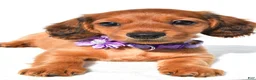 Miniature Dachshund dogs for sale: Jewel - Ad 4