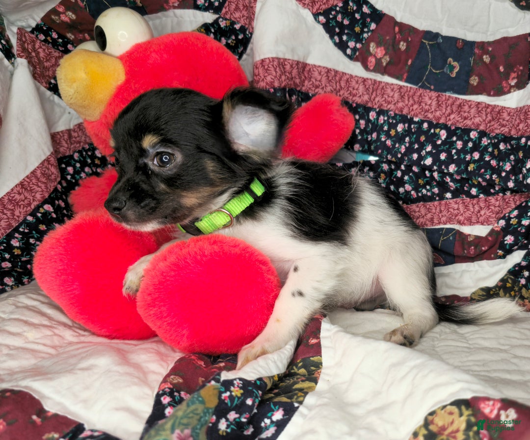 Chihuahua dogs for sale: Naate LH Tri-color - Ad 6
