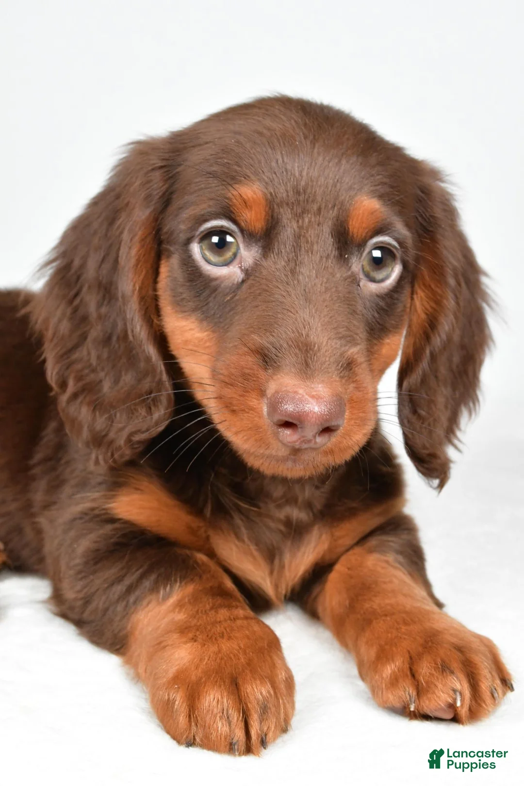 Dachshund dogs for sale: Milo - Ad 5