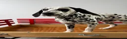 Dalmatian dogs for sale: Talia - Ad 2