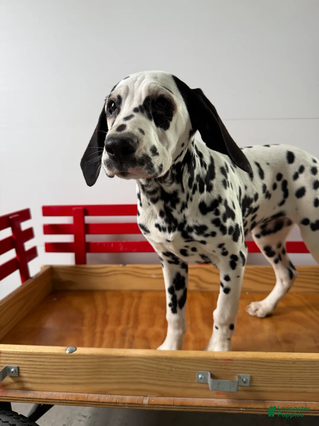 Dalmatian dogs for sale: Talia - Ad 2
