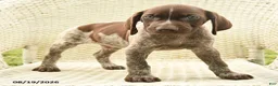 German Shorthaired Pointer dogs for sale: Henry - Ad 5