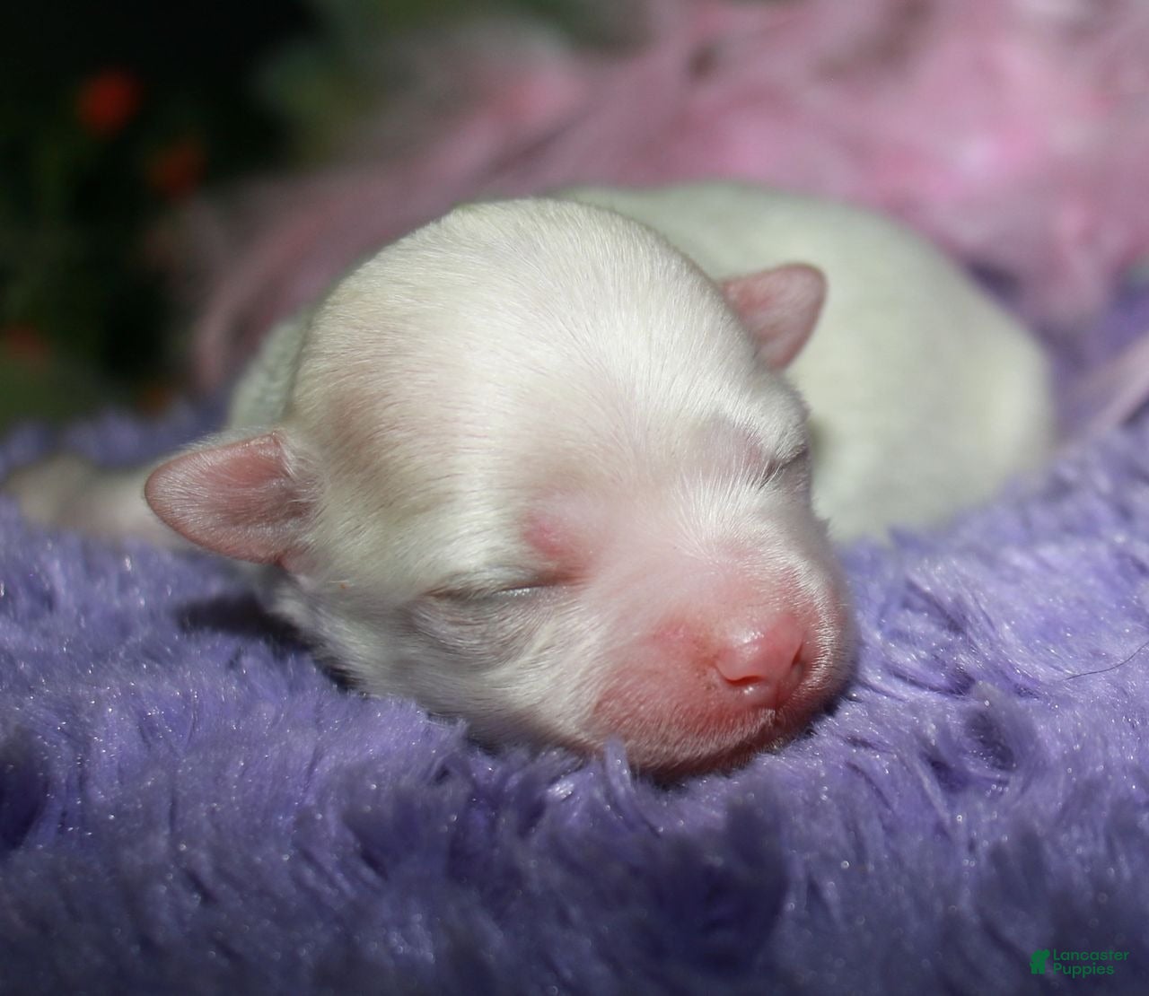 Maltese dogs Diva - Ad 2