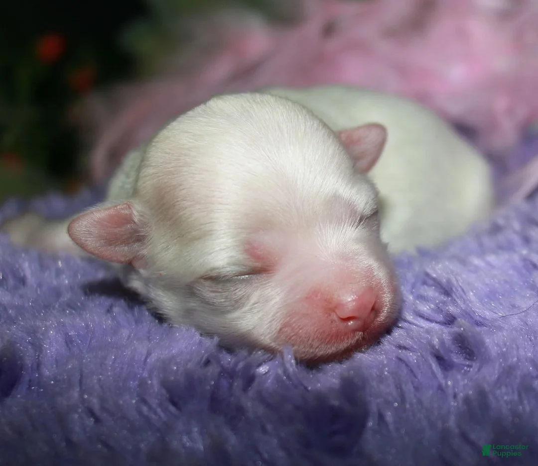 Maltese dogs for sale: Diva - Ad 2