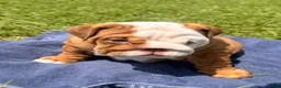 English Bulldog dogs for sale: Chunky Monkey - Ad 5