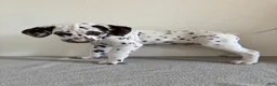 Dalmatian dogs for sale: Dalmatian Puppy 1 - Ad 5