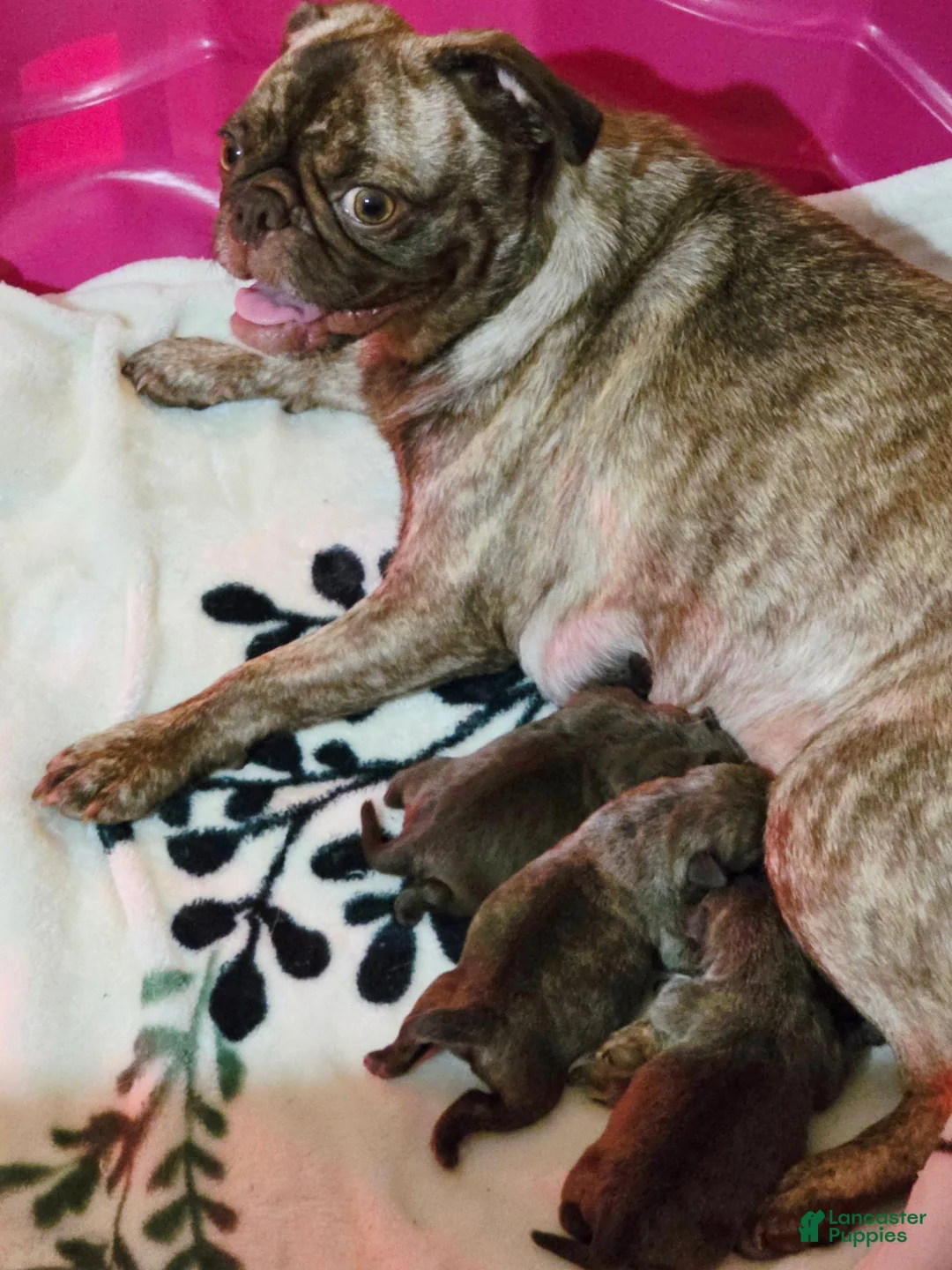 Pug dogs for sale: Pug 3 - Ad 9
